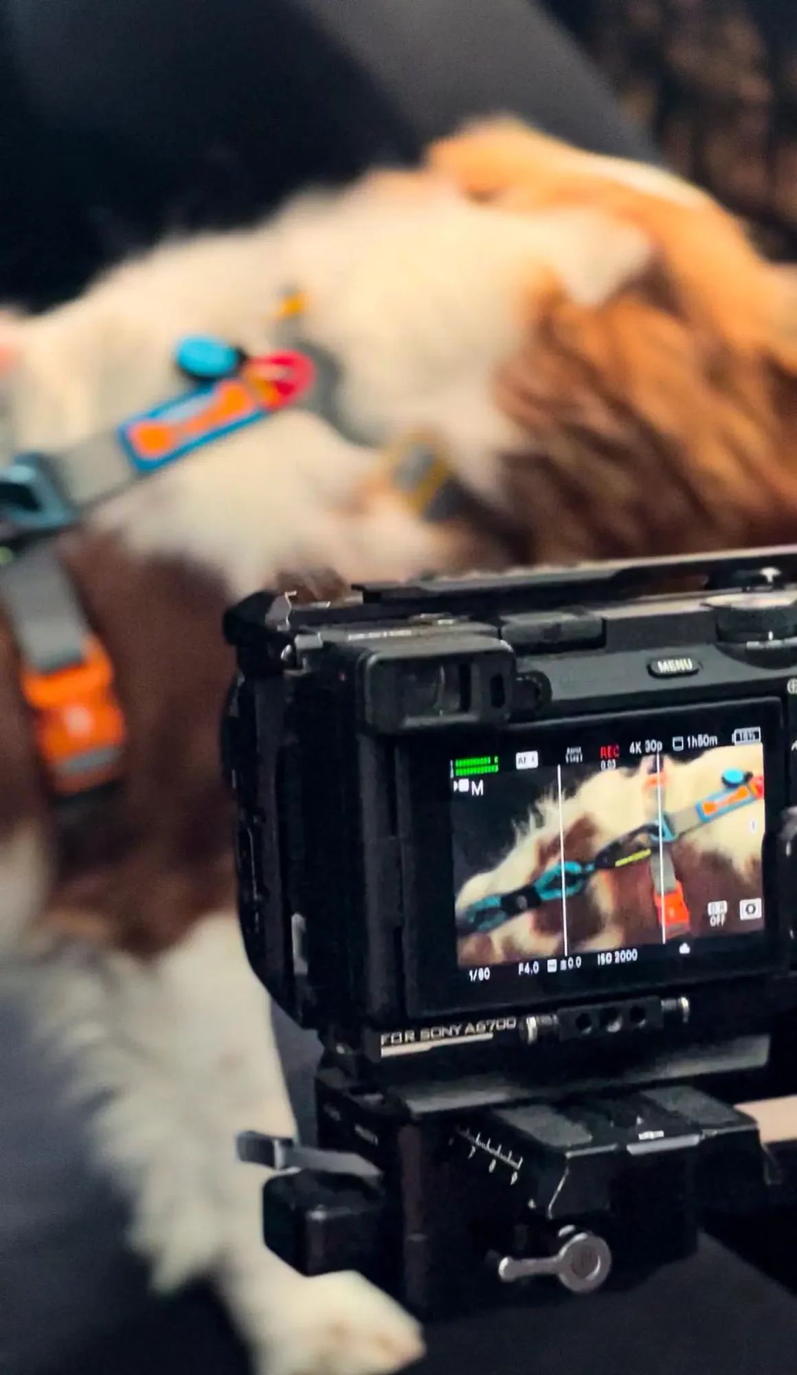 Bastidor de produção audiovisual com cachorro BAUT