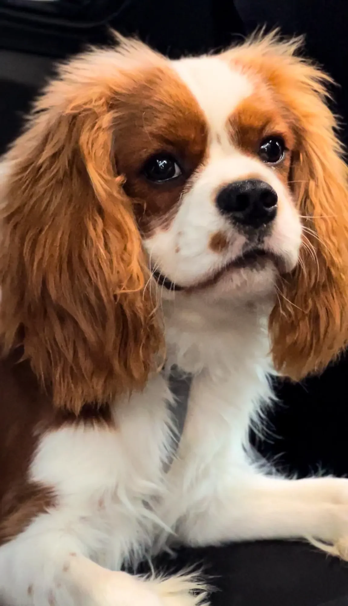 Cachorro em retrato para a campanha BAUT