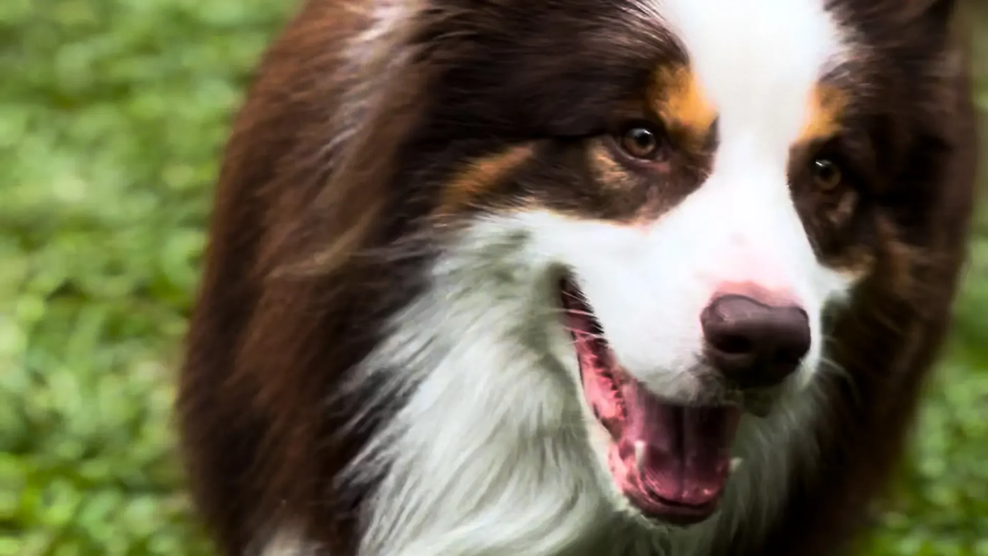 Cão da campanha BAUT DOG