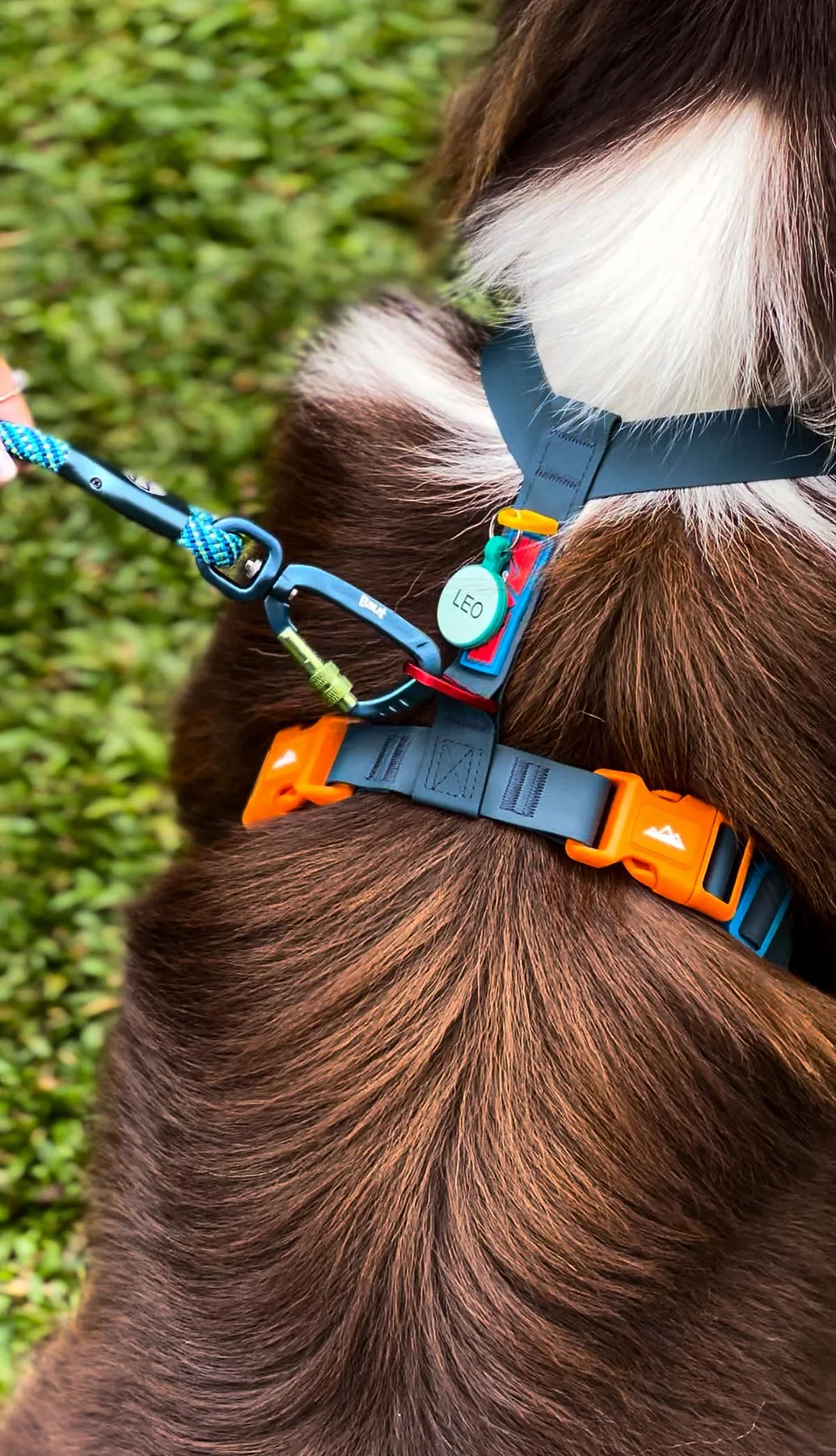 Case BAUT DOG
